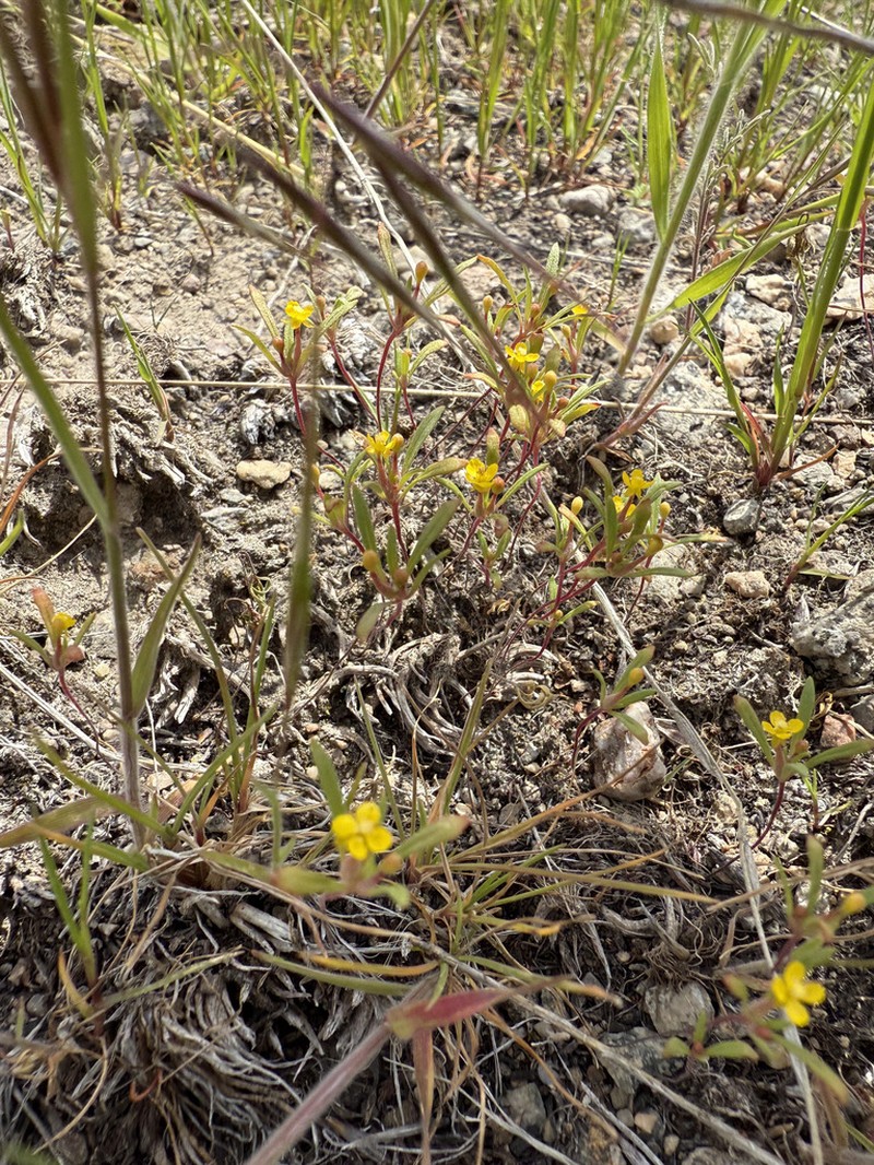 Blackfoot River Evening Primrose photo 6