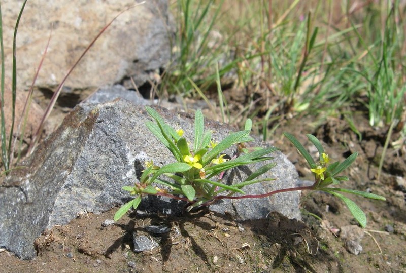 Blackfoot River Evening Primrose photo 7