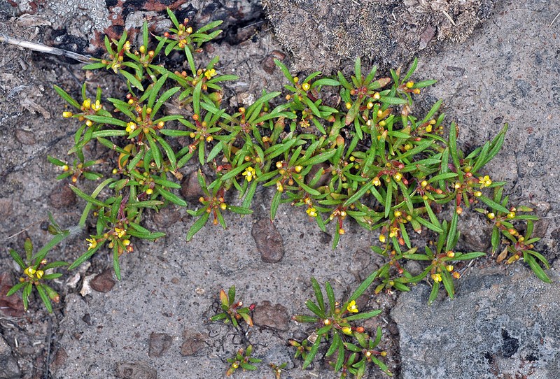 Blackfoot River Evening Primrose photo 8