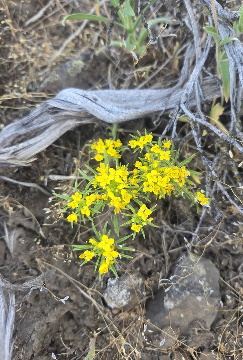 Hilgard's Suncup photo 4