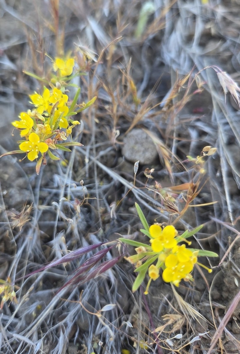 Hilgard's Suncup photo 5