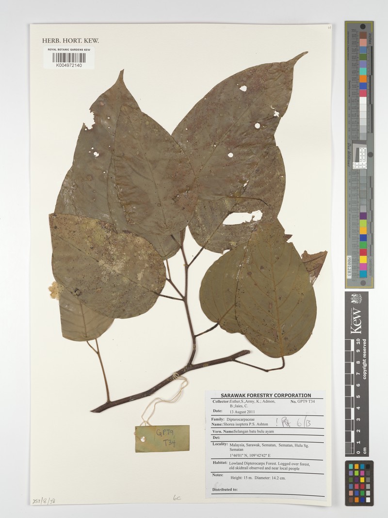 Neohopea isoptera