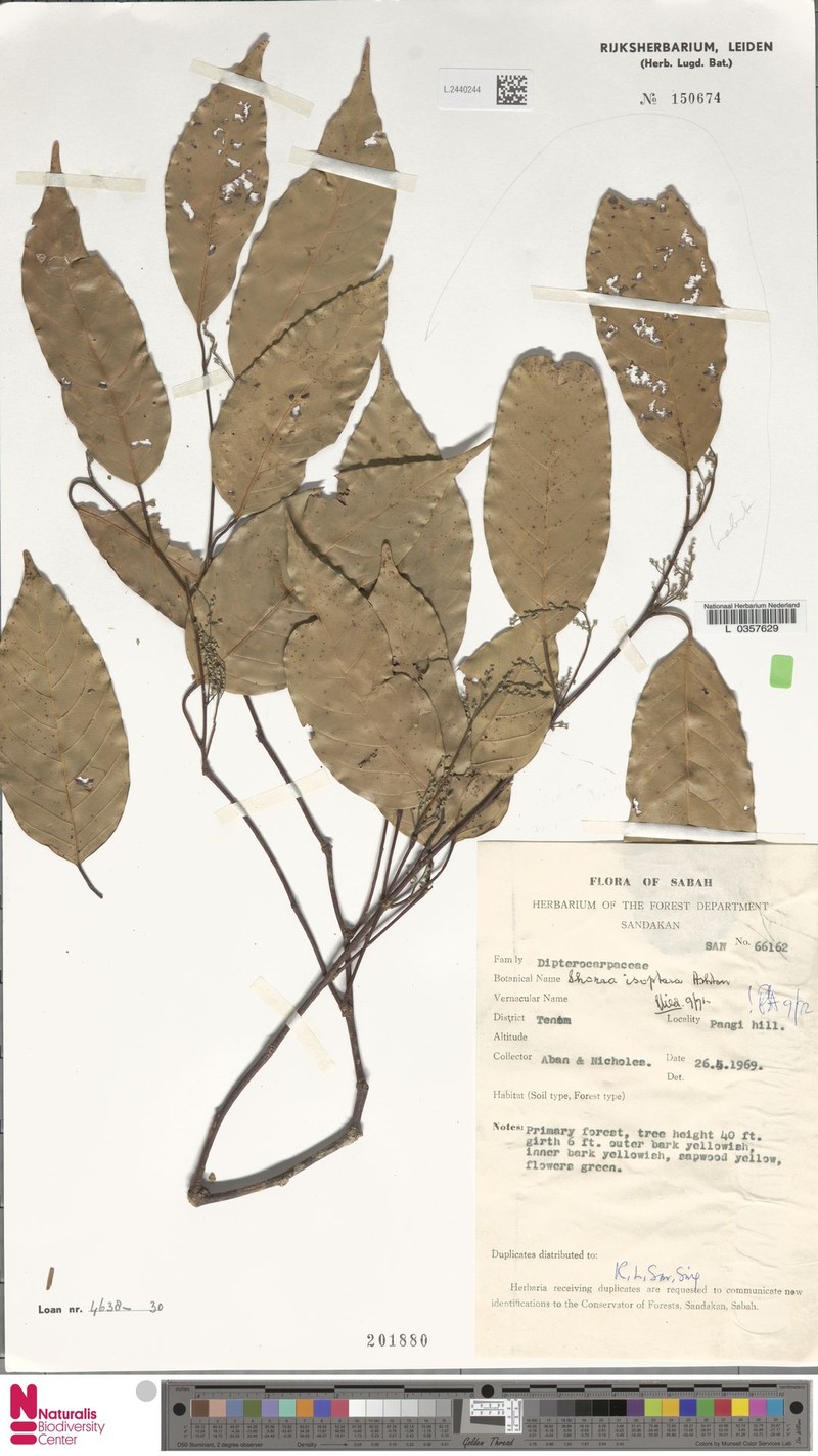 Neohopea isoptera photo 3