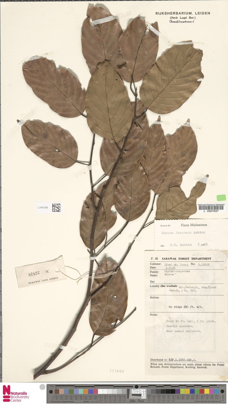Neohopea isoptera photo 4