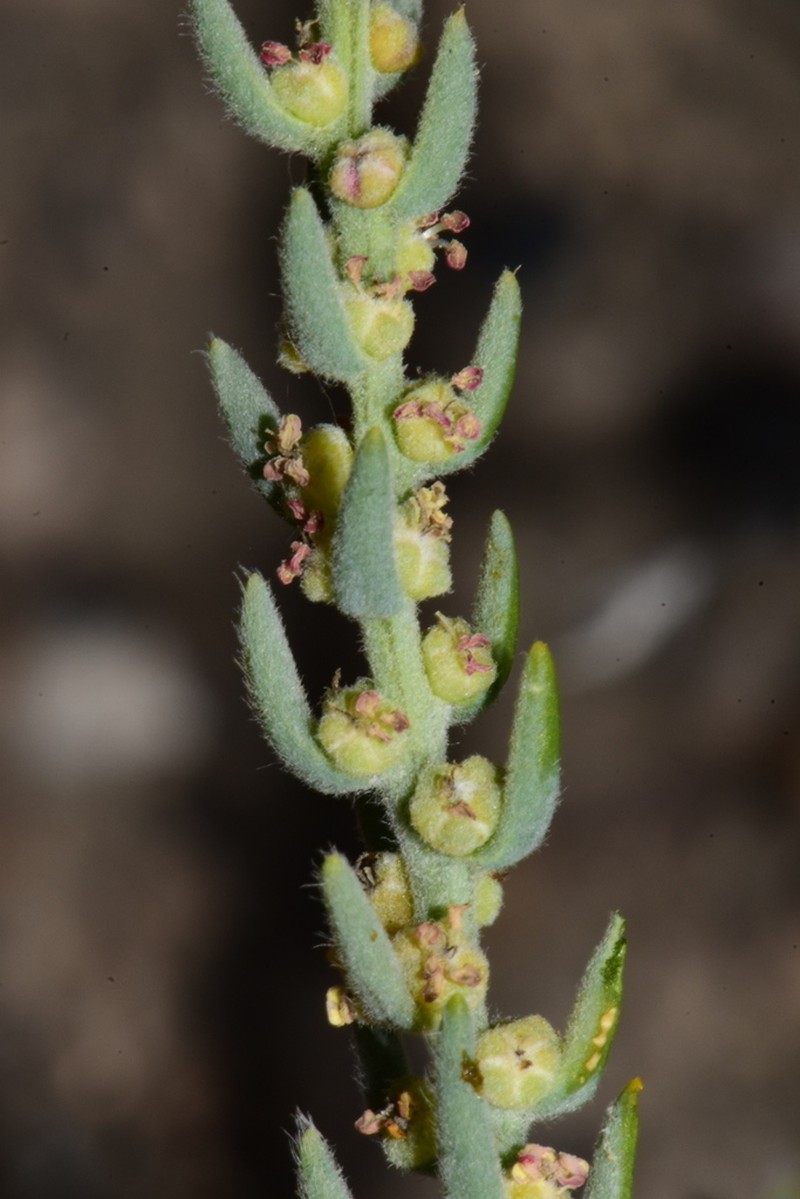 Green Molly photo 3
