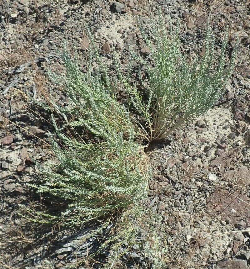 Green Molly photo 7