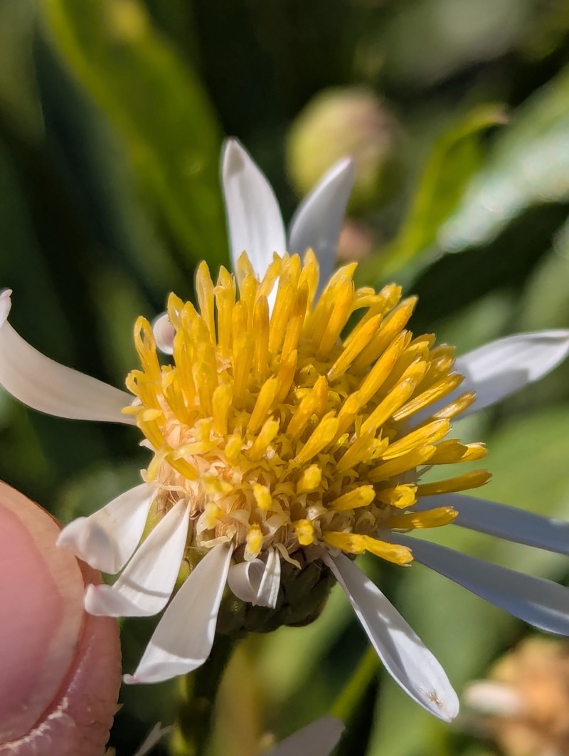 Neolaria ferresii photo 3