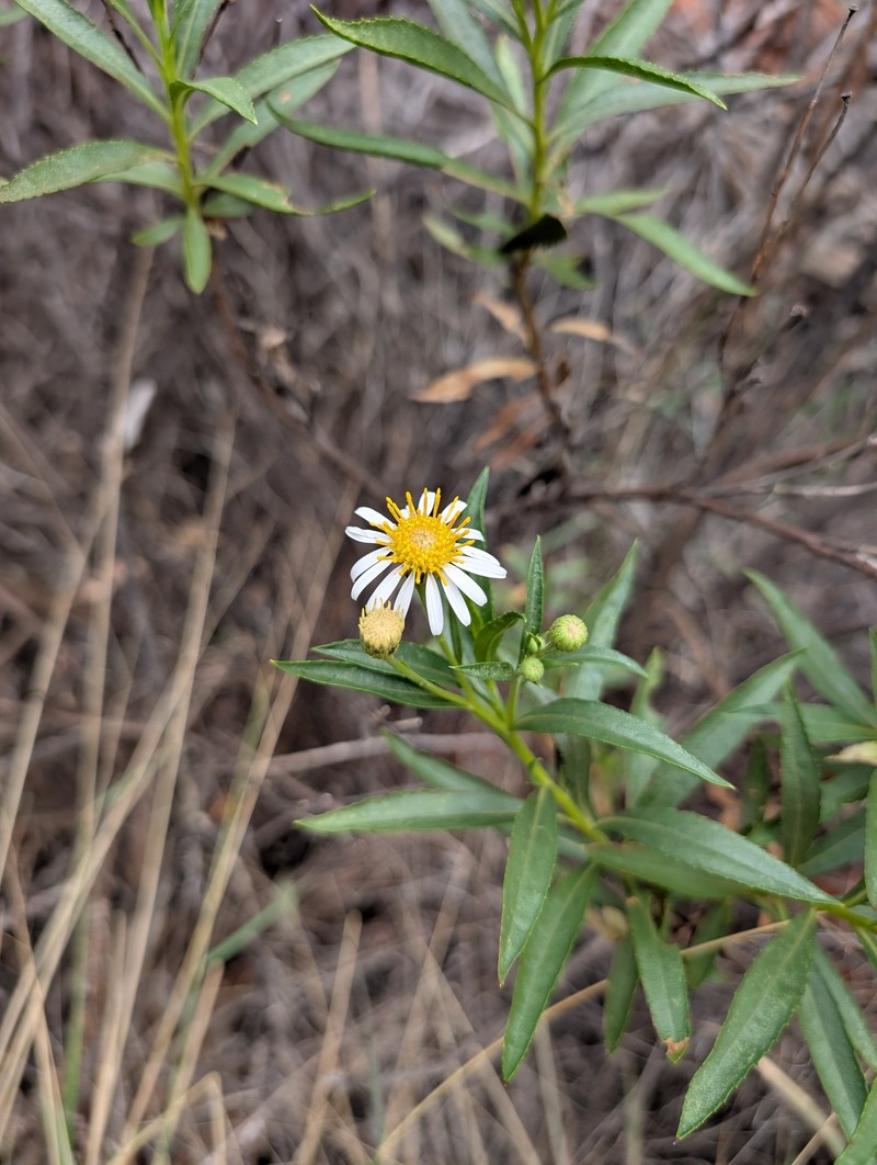 Neolaria ferresii photo 4