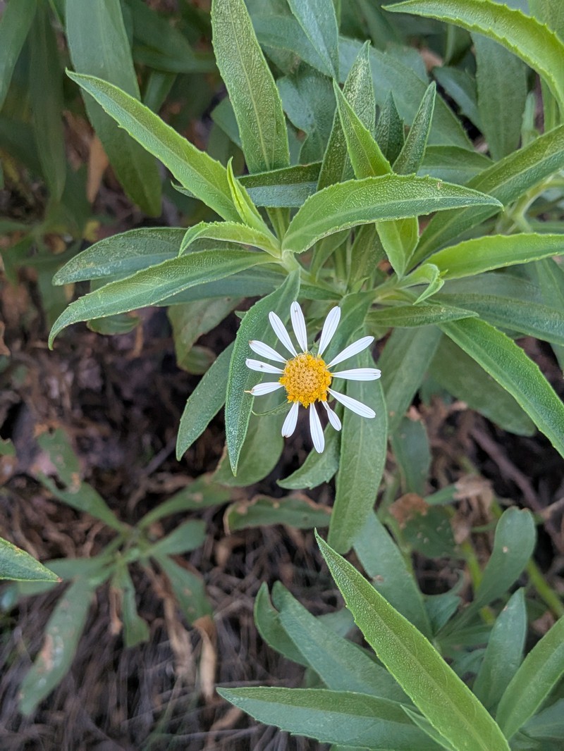Neolaria ferresii photo 5