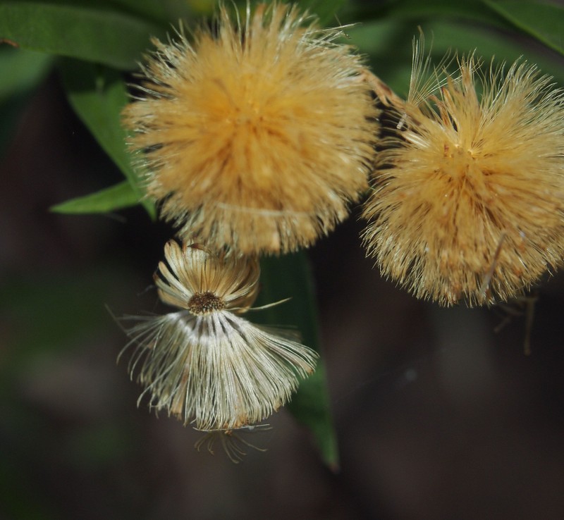 Neolaria ferresii