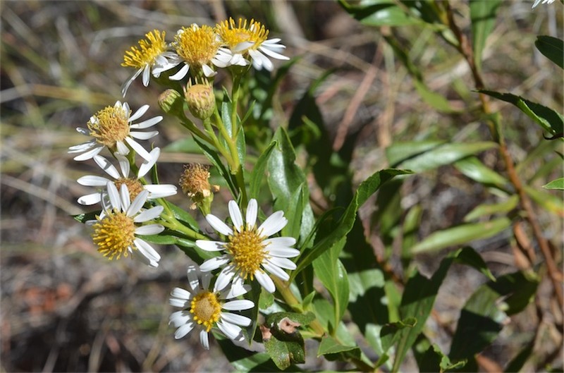 Neolaria ferresii photo 6