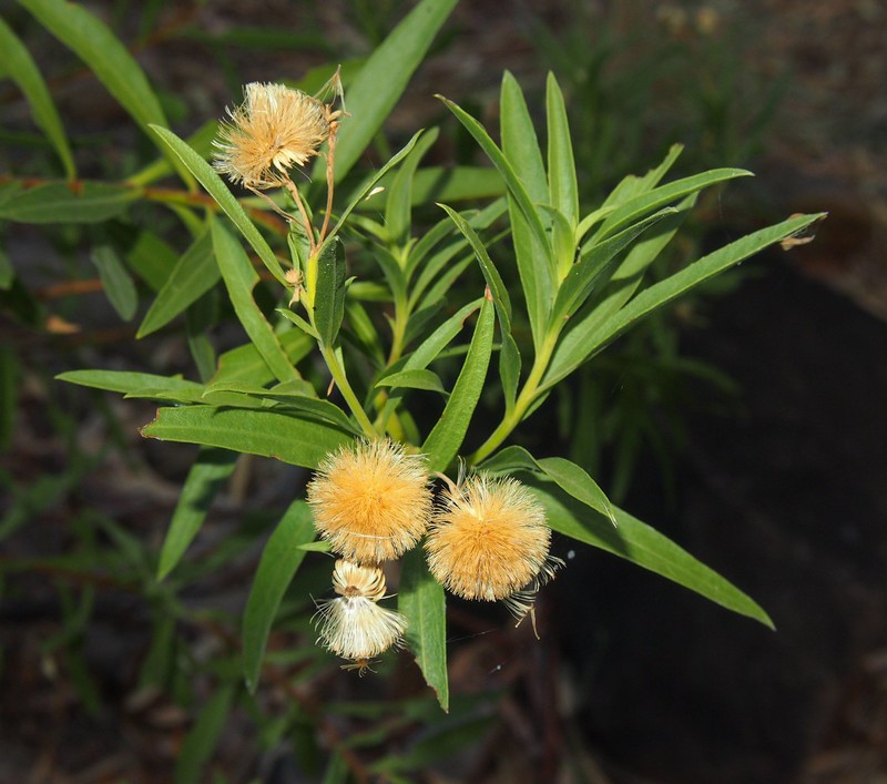 Neolaria ferresii photo 7
