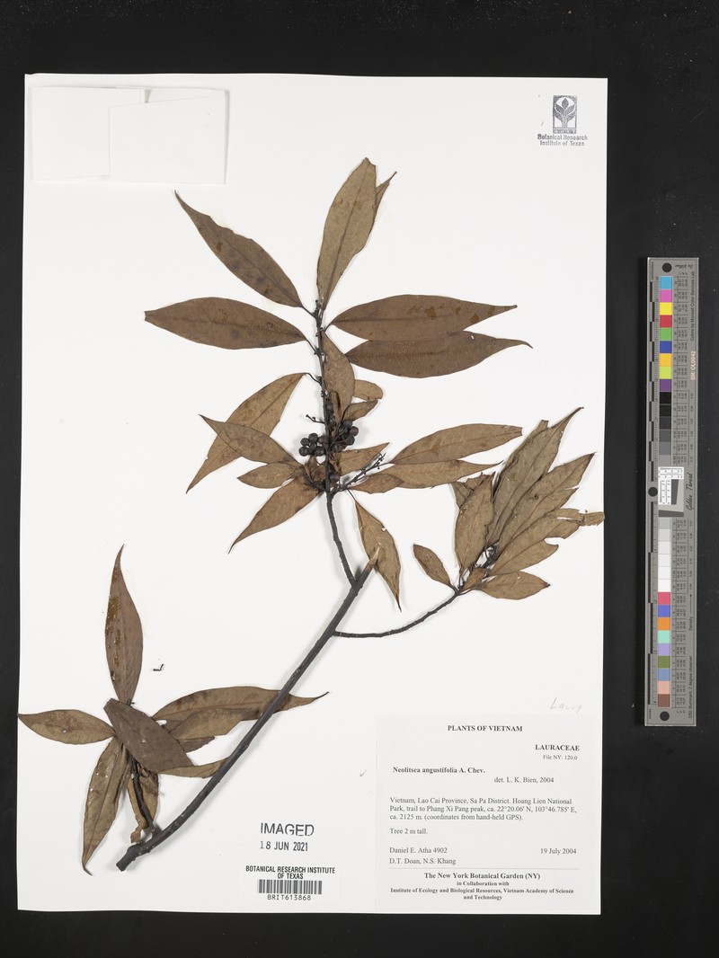 Neolitsea angustifolia