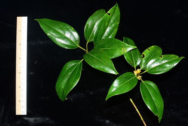 Neolitsea bidoupensis