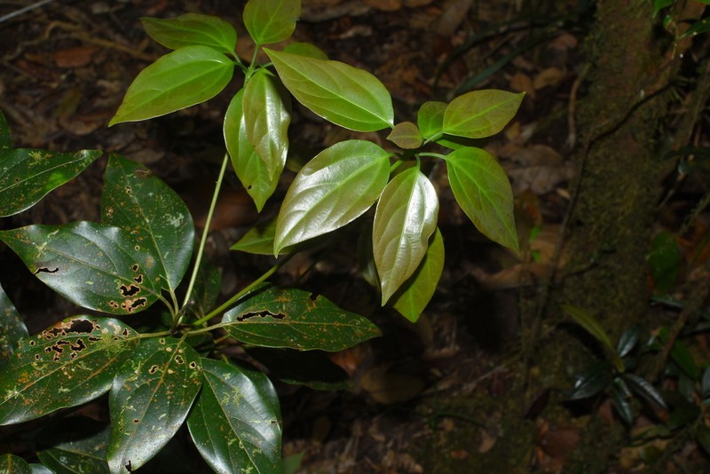 Neolitsea bidoupensis photo 2