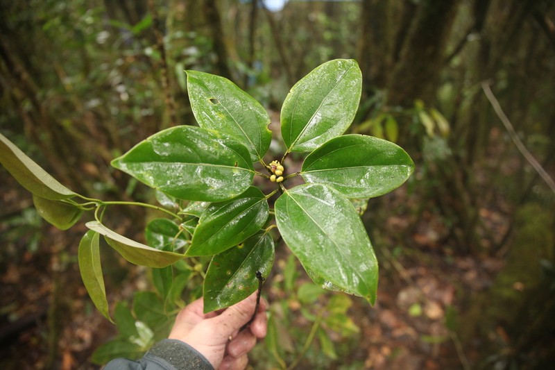 Neolitsea bidoupensis photo 3