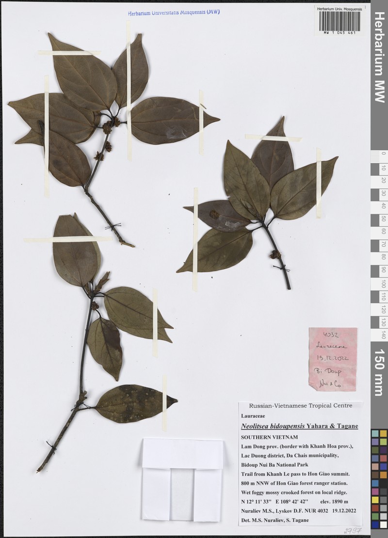 Neolitsea bidoupensis photo 4