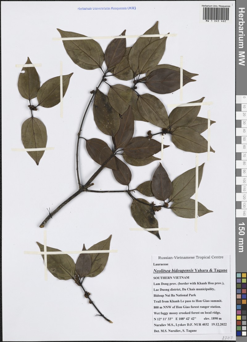 Neolitsea bidoupensis photo 5