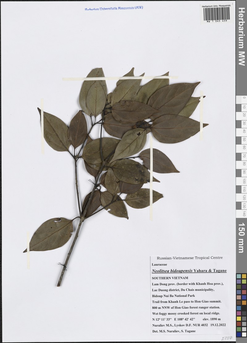 Neolitsea bidoupensis photo 6