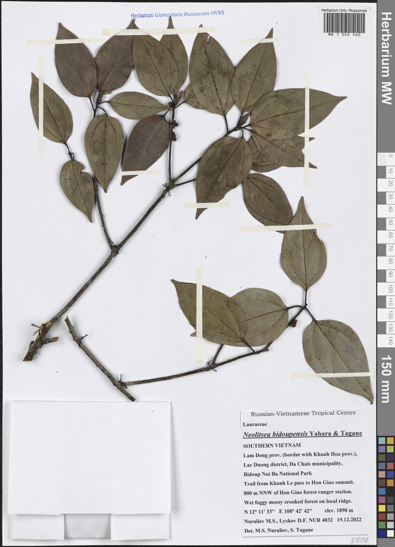 Neolitsea bidoupensis photo 7
