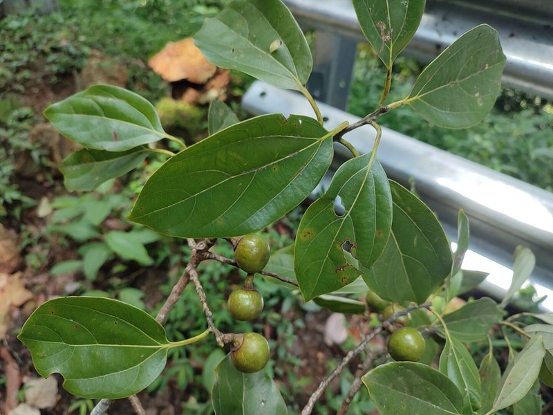 Neolitsea foliosa var. scrobiculata photo 2