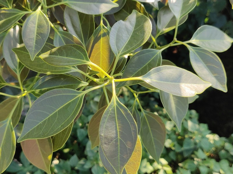 Neolitsea foliosa var. scrobiculata photo 3
