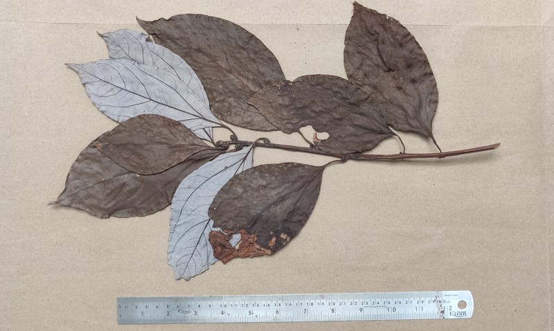 Neolitsea foliosa var. scrobiculata photo 4