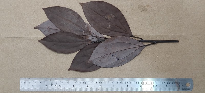 Neolitsea foliosa var. scrobiculata photo 5