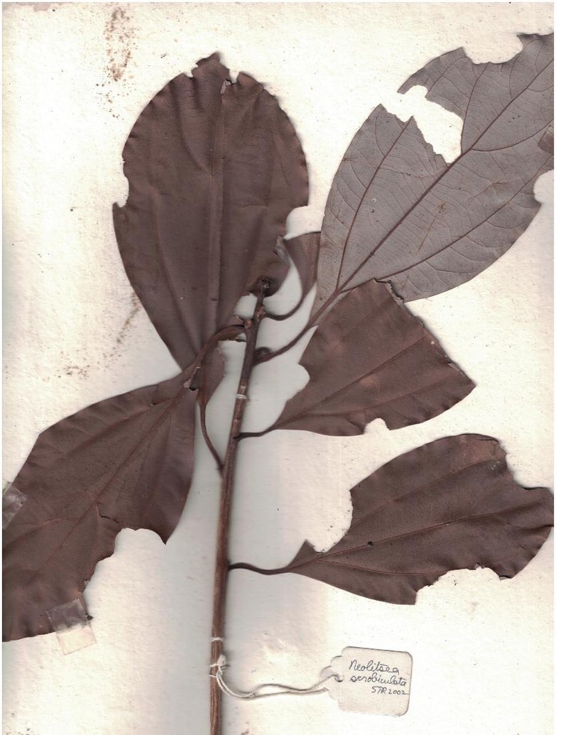 Neolitsea foliosa var. scrobiculata