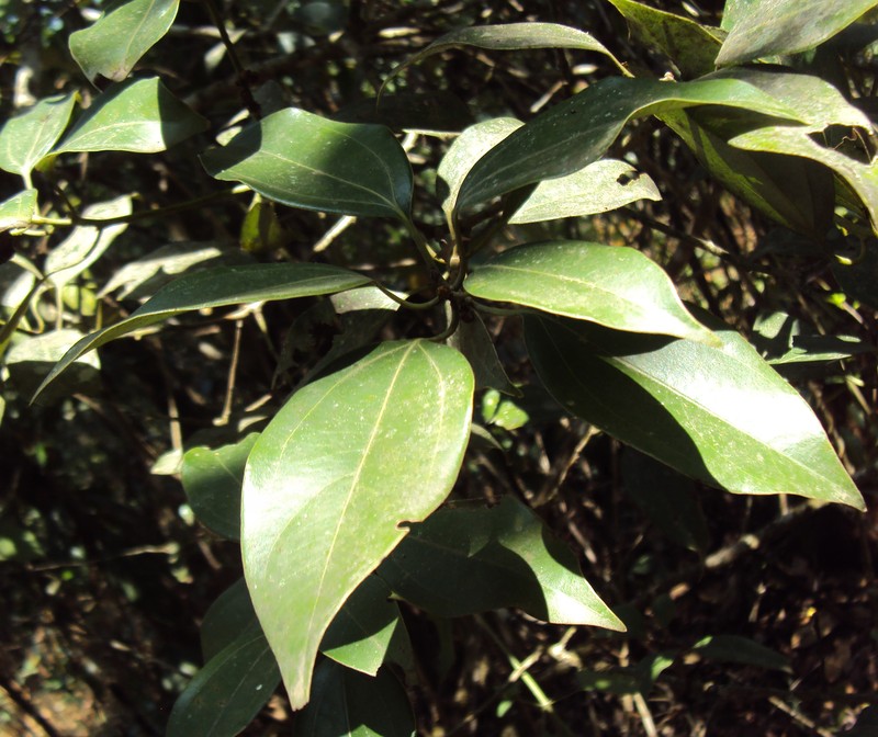 Neolitsea foliosa var. scrobiculata photo 6