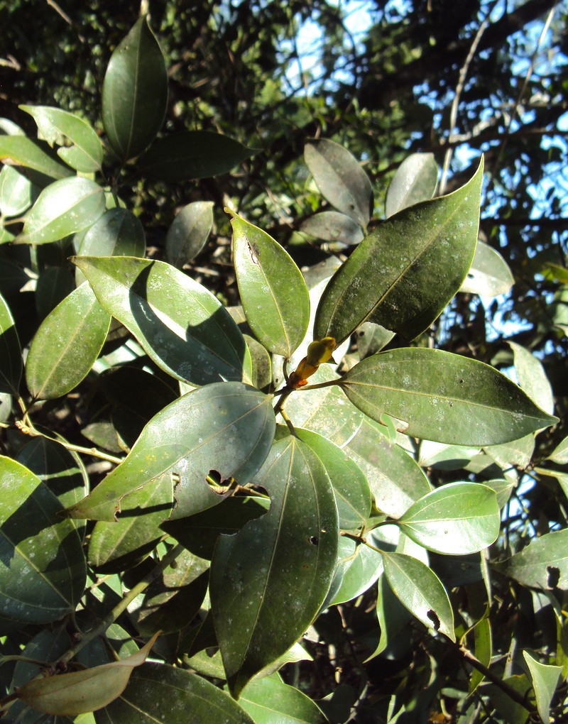 Neolitsea foliosa var. scrobiculata photo 7