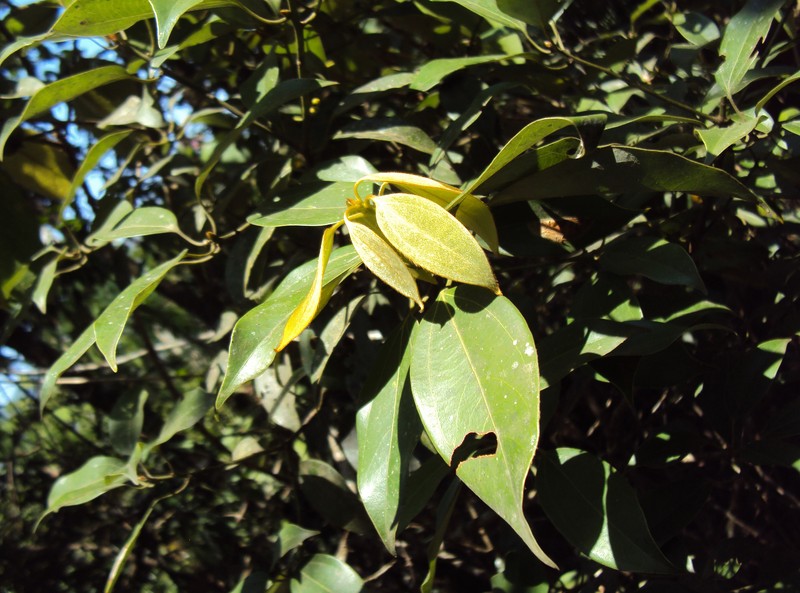 Neolitsea foliosa var. scrobiculata photo 8