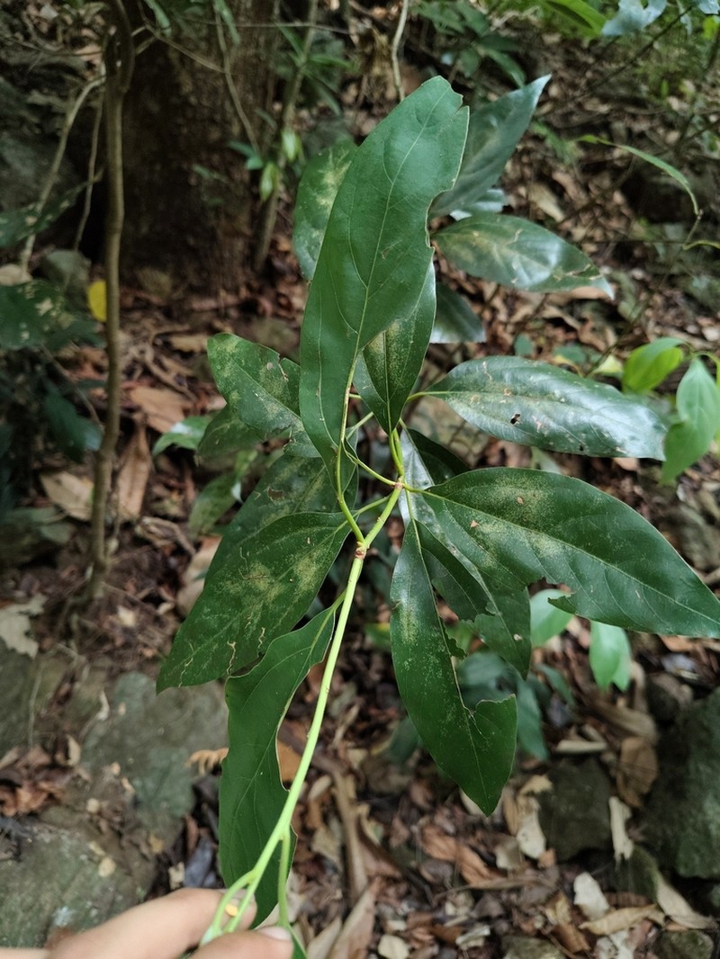 Neolitsea gamblei