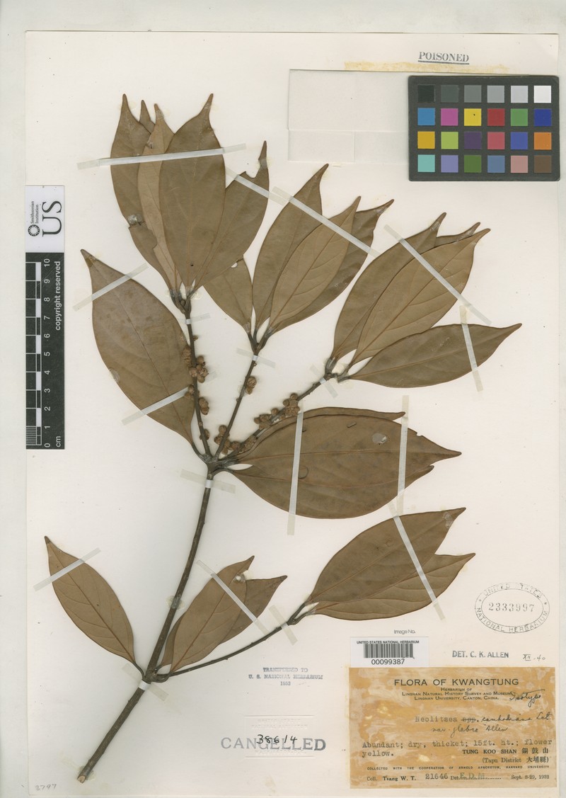 Neolitsea glabra