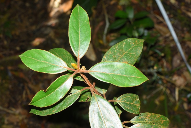 Neolitsea hongiaoensis
