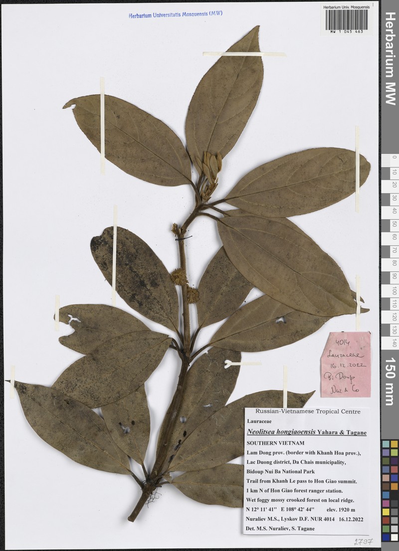 Neolitsea hongiaoensis photo 2