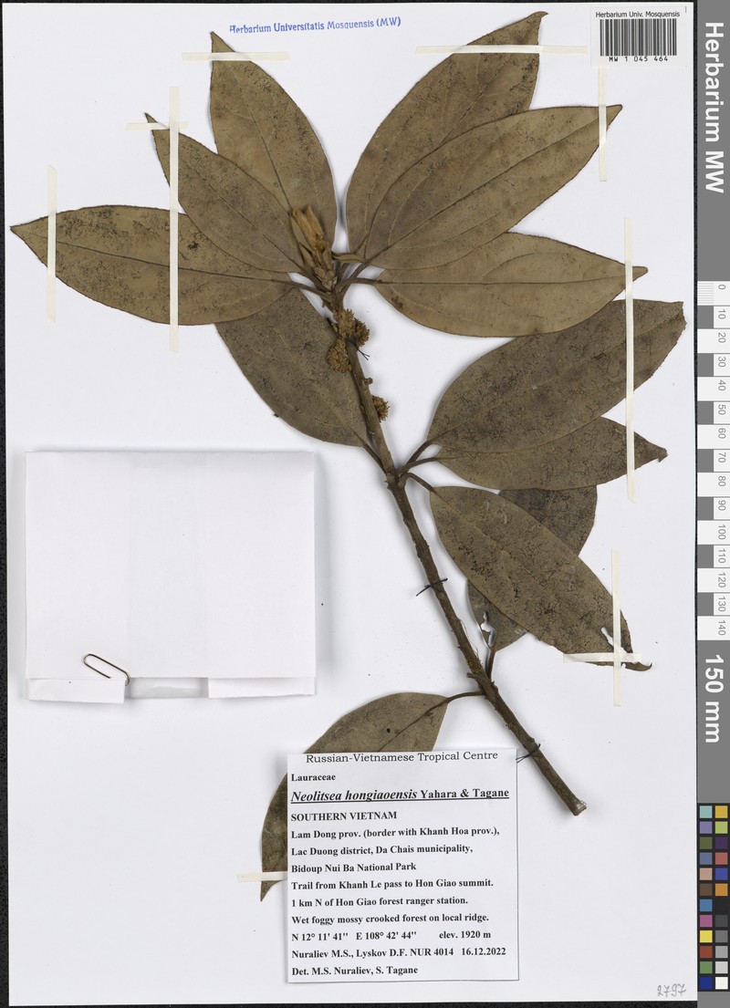 Neolitsea hongiaoensis photo 3