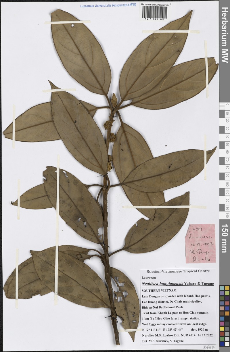Neolitsea hongiaoensis photo 4