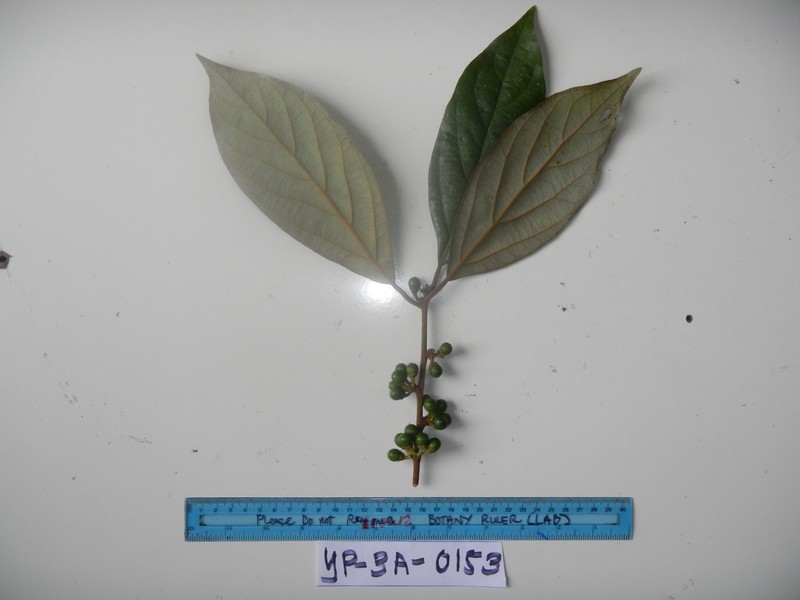Neolitsea pubescens