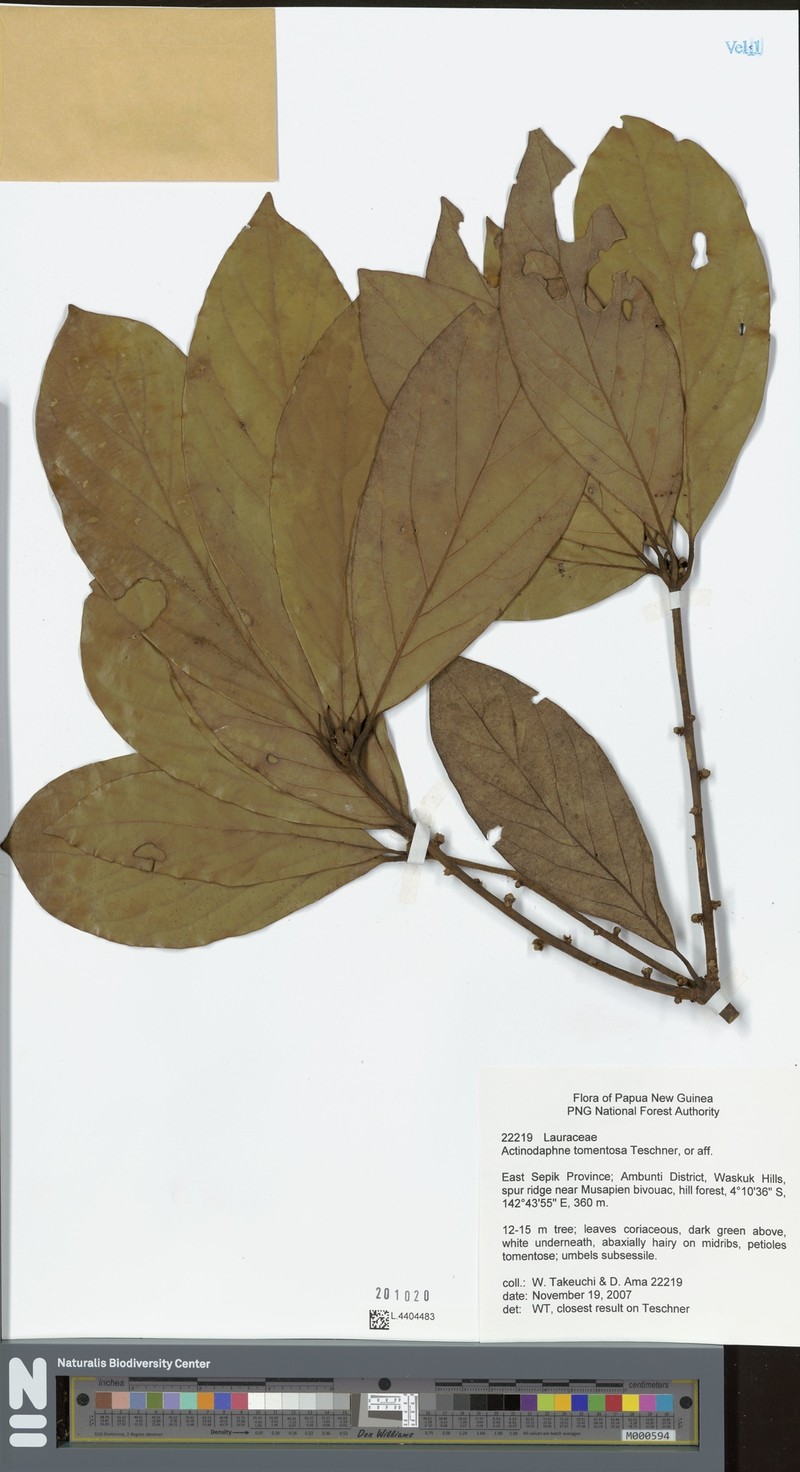 Neolitsea pubescens photo 2