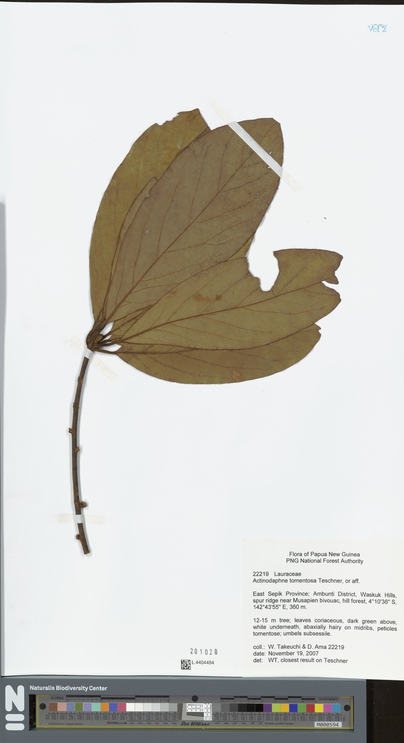 Neolitsea pubescens photo 3