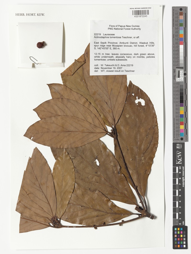 Neolitsea pubescens photo 4