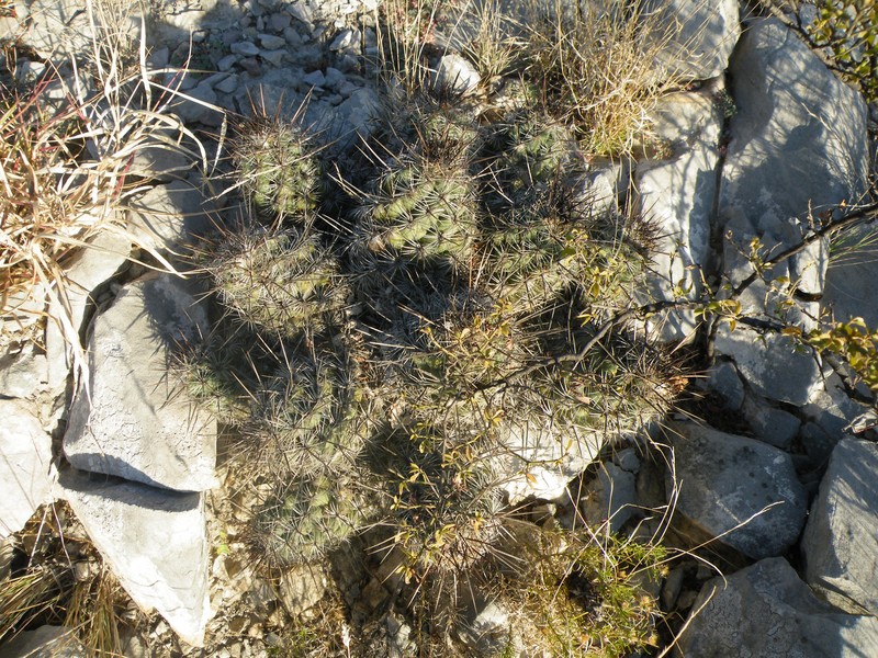 Neolloydia conoidea