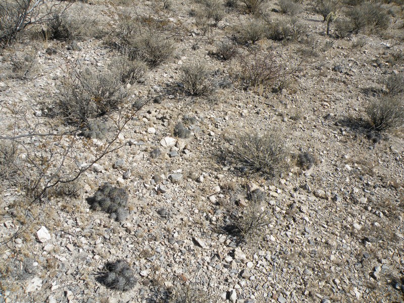 Neolloydia conoidea photo 2