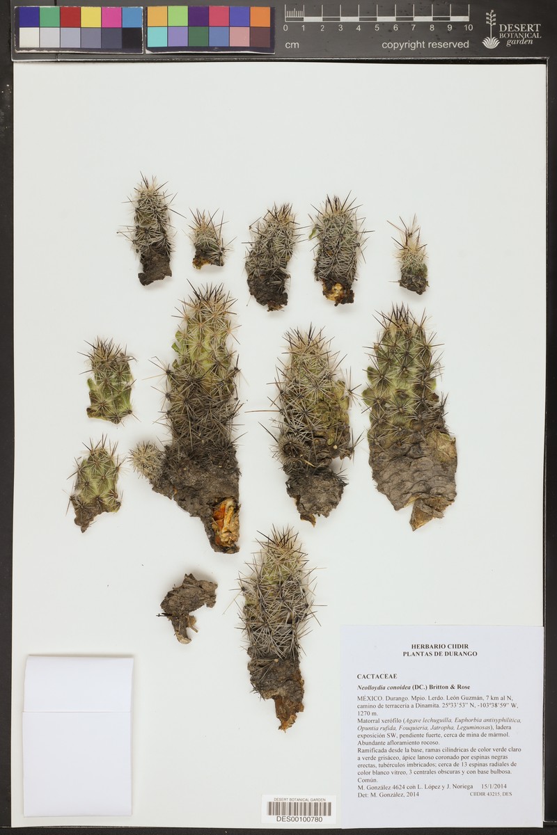 Neolloydia conoidea photo 3