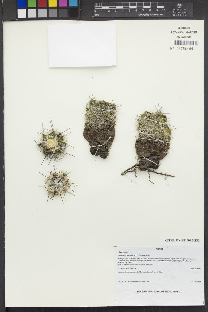 Neolloydia conoidea photo 4