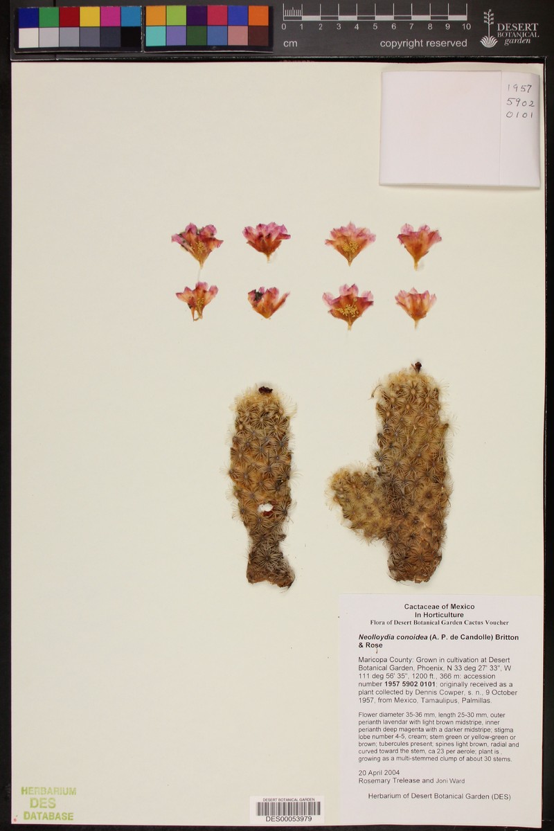 Neolloydia conoidea photo 5