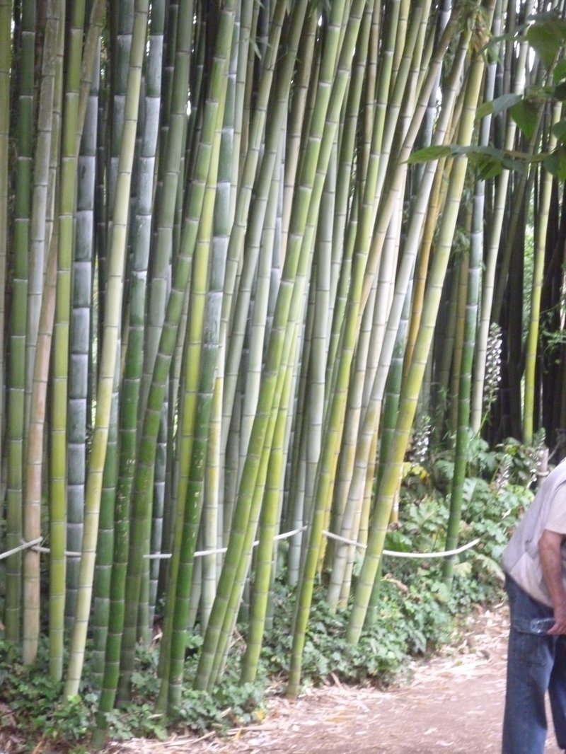 Cape Bamboo photo 2