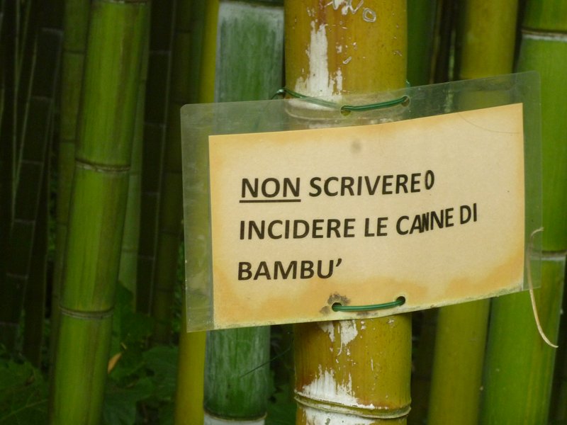 Cape Bamboo photo 3