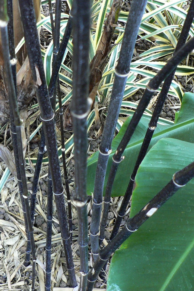 Cape Bamboo photo 4